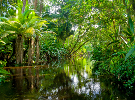 yasuni national park